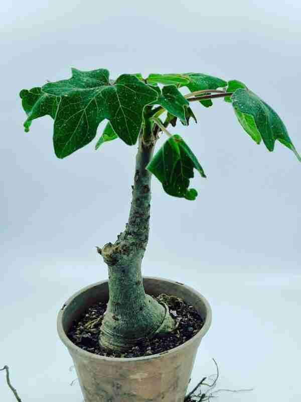 Uncarina Grandidieri
