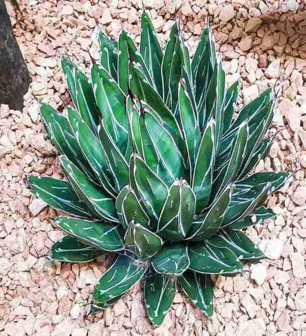 Agave Victoriae Reginae