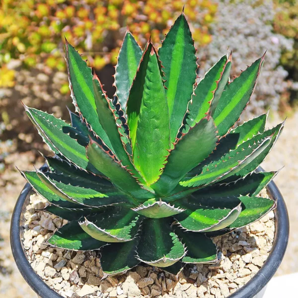 Agave Lophantha Splendida