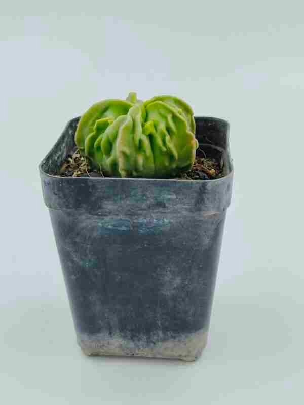 Astrophytum myriostigma nudum fukuryu