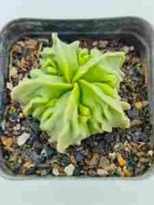 Astrophytum Myriostigma cv Fukuryu