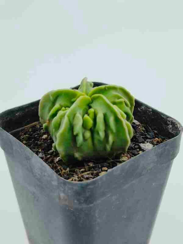 Astrophytum myriostigma nudum fukuryu