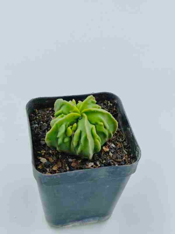 Astrophytum myriostigma nudum fukuryu