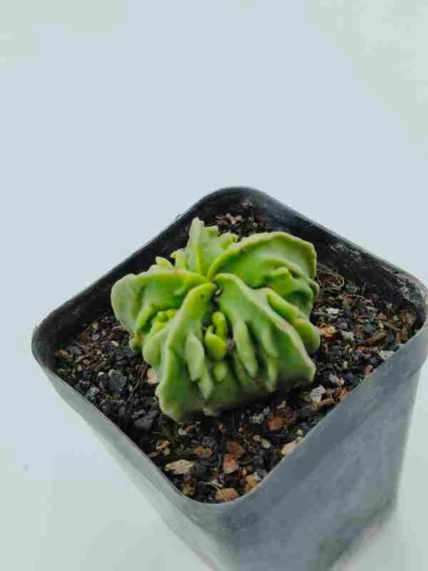 Astrophytum myriostigma nudum fukuryu