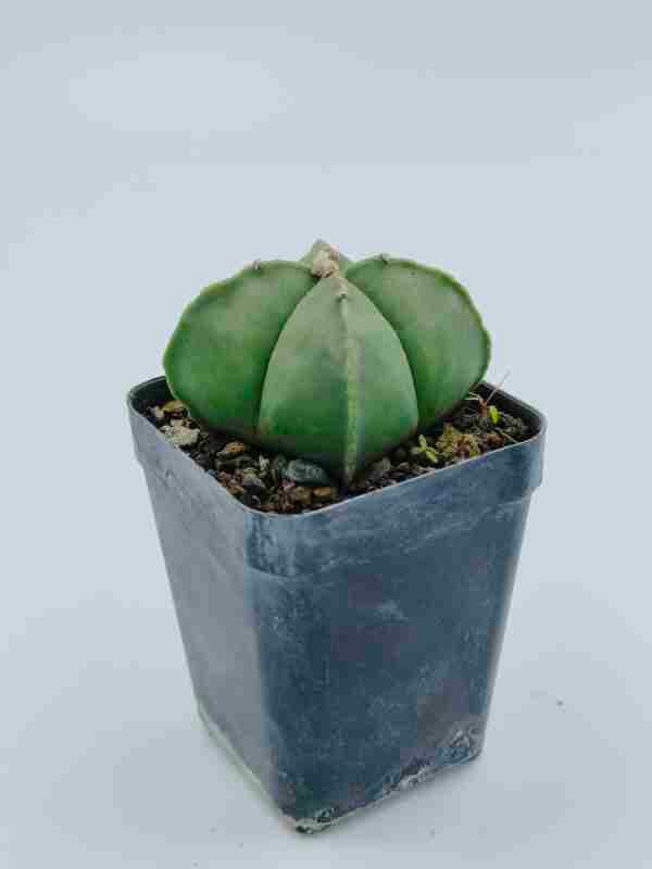 Astrophytum myriostigma quadricostatum