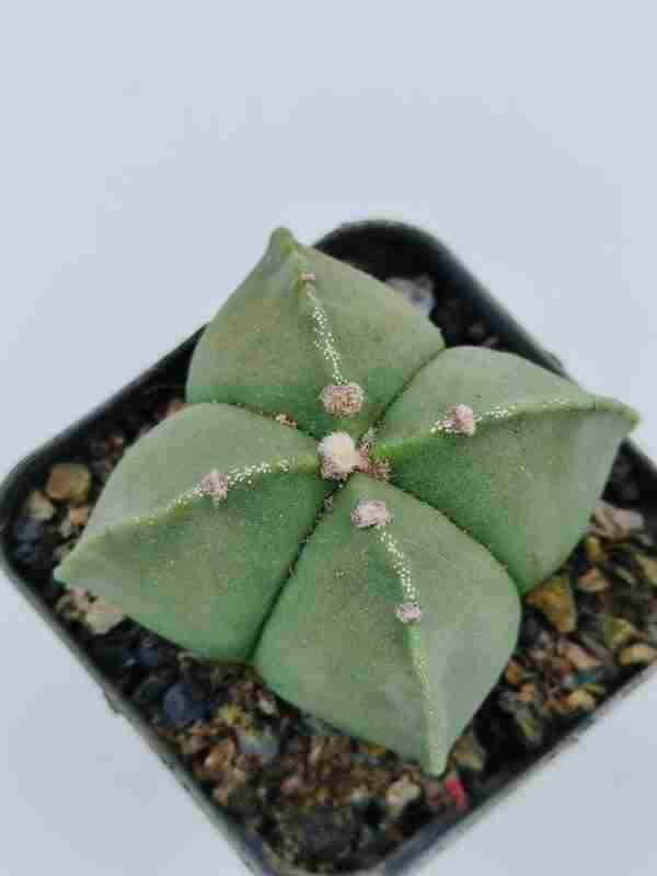 Astrophytum myriostigma quadricostatum