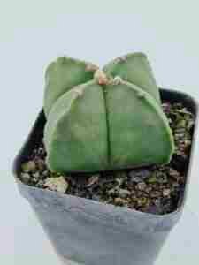 Astrophytum myriostigma quadricostatum