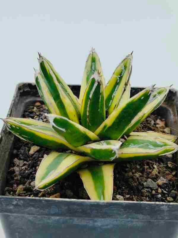Agave victoria reginae Variegated cv Kizan