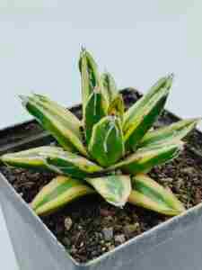 Agave Victoriae Reginae Variegated cv Kizan