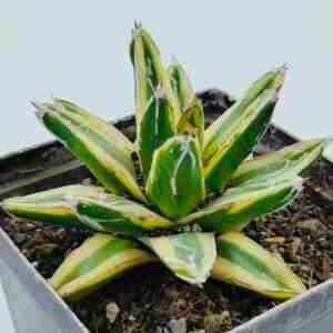 Agave Victoriae Reginae Variegated cv Kizan