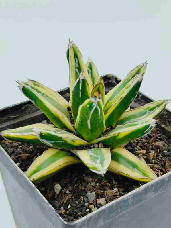 Agave Victoriae Reginae Variegated cv Kizan