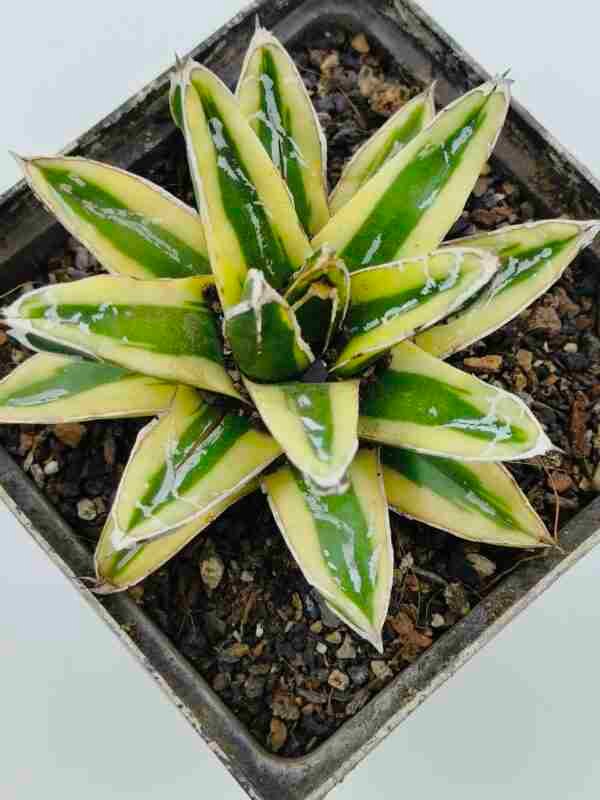 Agave victoria reginae Variegated cv Kizan