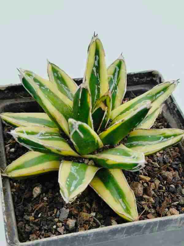 Agave victoria reginae Variegated cv Kizan