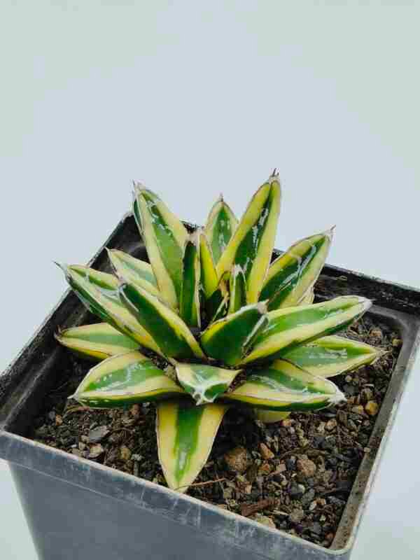 Agave victoria reginae Variegated cv Kizan
