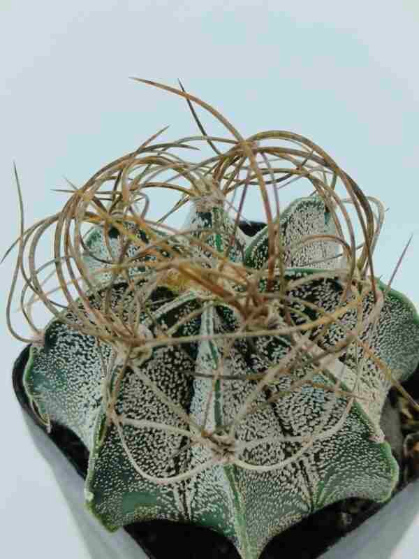 Astrophytum capricorne