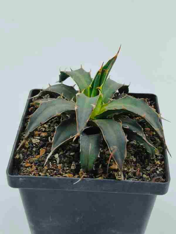 Agave Xylonacantha Aka Toothpick Agave or Spineless Agave