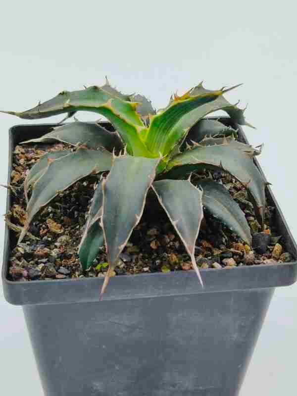 Agave Xylonacantha Aka Toothpick Agave or Spineless Agave
