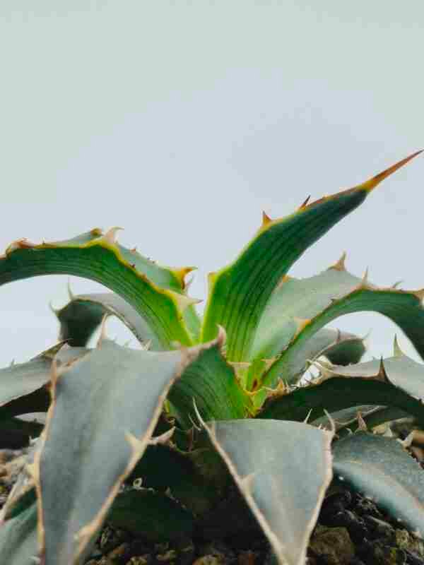 Agave Xylonacantha Aka Toothpick Agave or Spineless Agave