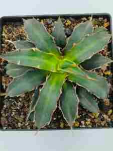 Agave Xylonacantha Aka Toothpick Agave or Spineless Agave