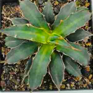 Agave Xylonacantha Aka Toothpick Agave or Spineless Agave