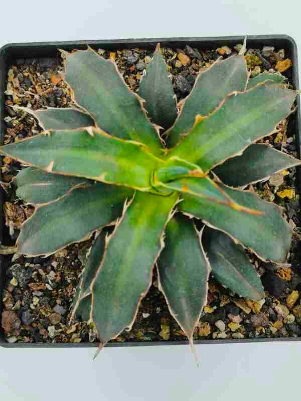 Agave Xylonacantha Aka Toothpick Agave or Spineless Agave