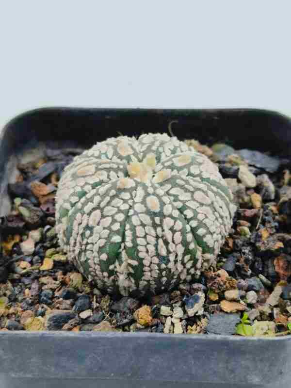 Astrophytum asterias cv Super Kabuto