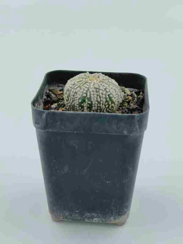 Astrophytum asterias cv Super Kabuto