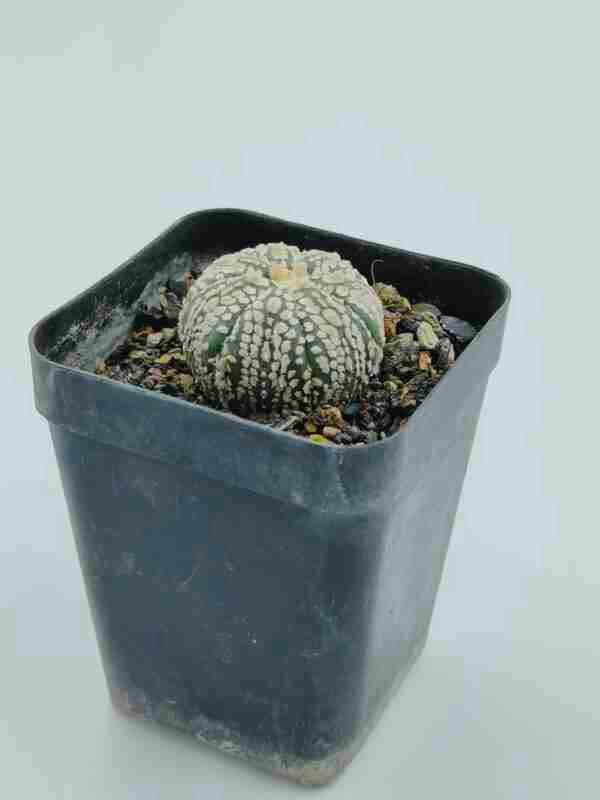 Astrophytum asterias cv Super Kabuto