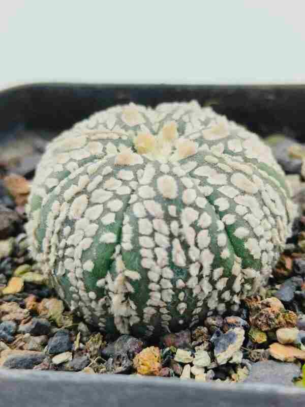 Astrophytum asterias cv Super Kabuto