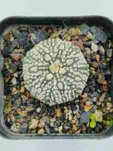 Astrophytum asterias cv Super Kabuto