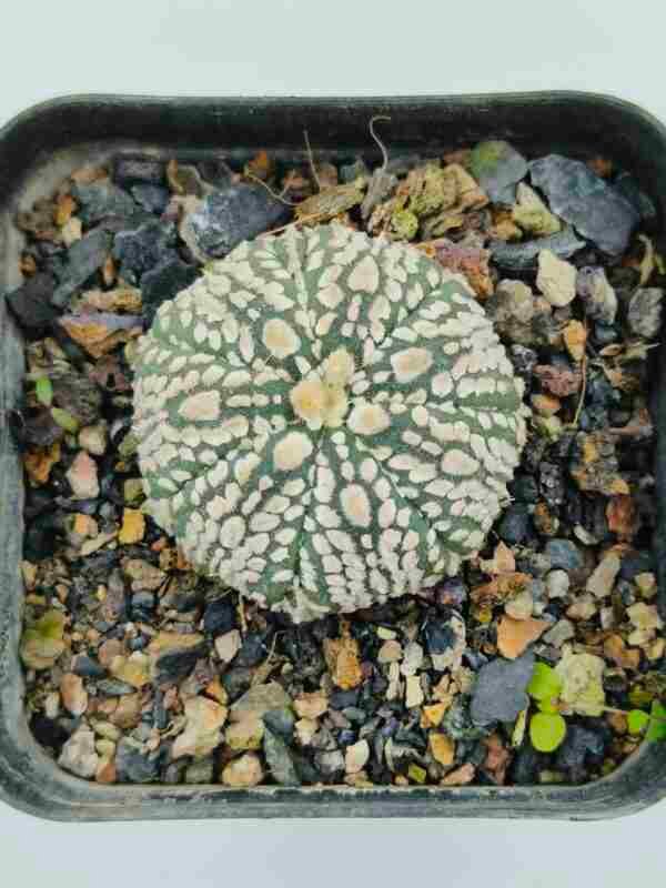 Astrophytum asterias cv Super Kabuto