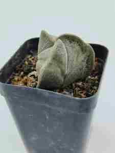 Astrophytum Myriostigma Tricostatum
