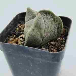 Astrophytum Myriostigma Tricostatum