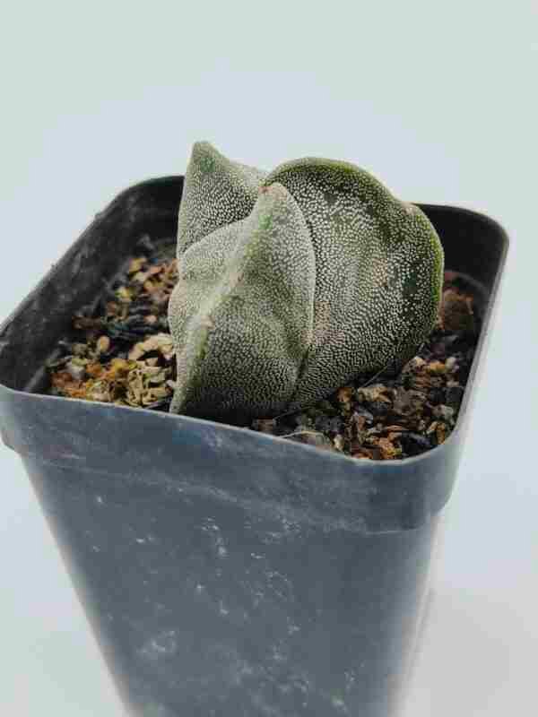 Astrophytum Myriostigma Tricostatum