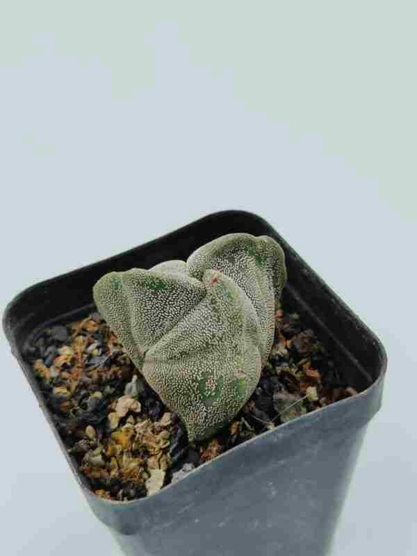 Astrophytum myriostigma tricostratum