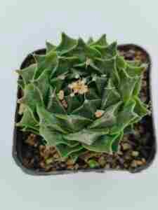 Obregonia Denegrii aka artichoke cactus