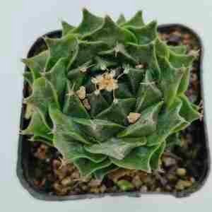 Obregonia Denegrii aka artichoke cactus