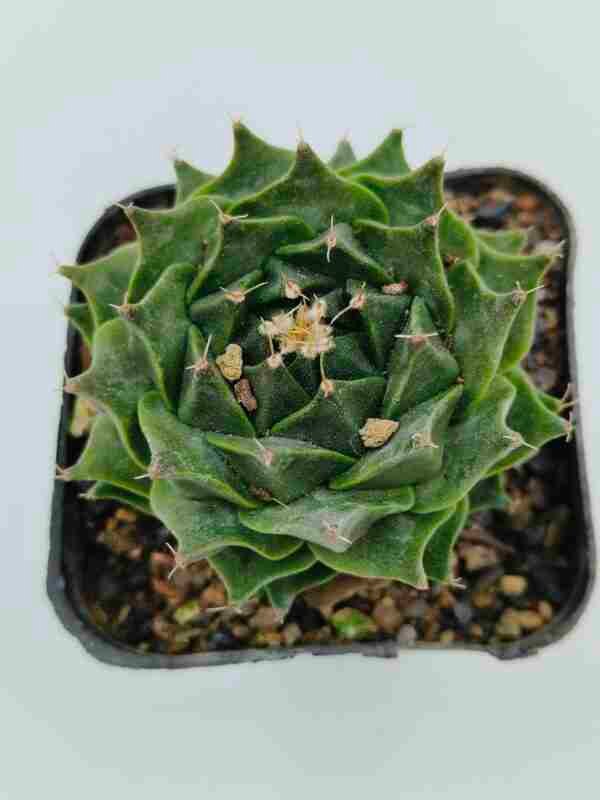 Obregonia Denegrii aka artichoke cactus