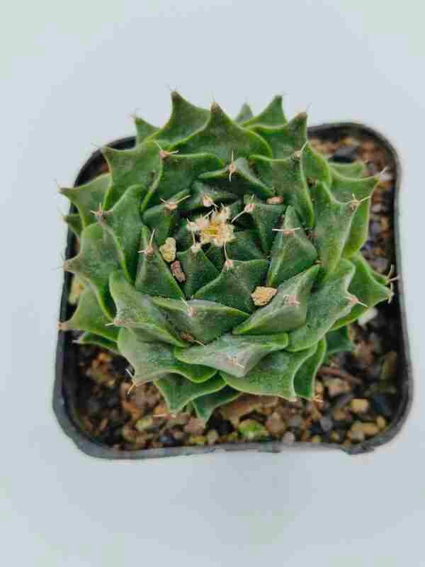 obregonia denegrii exotic plant