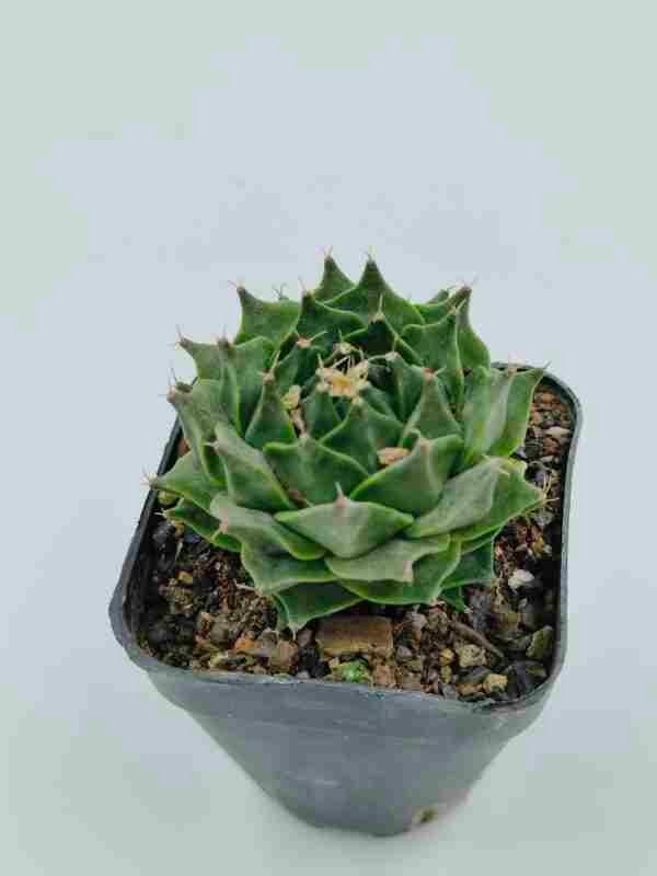 obregonia denegrii exotic plant