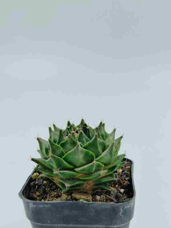 obregonia denegrii exotic plant