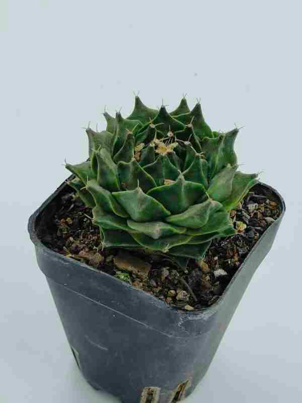obregonia denegrii exotic plant