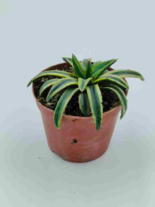 Agave Victoriae Reginae cv Thunder and Lightning