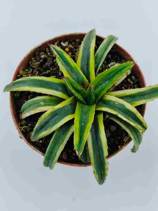 Agave Victoriae Reginae cv Thunder and Lightning