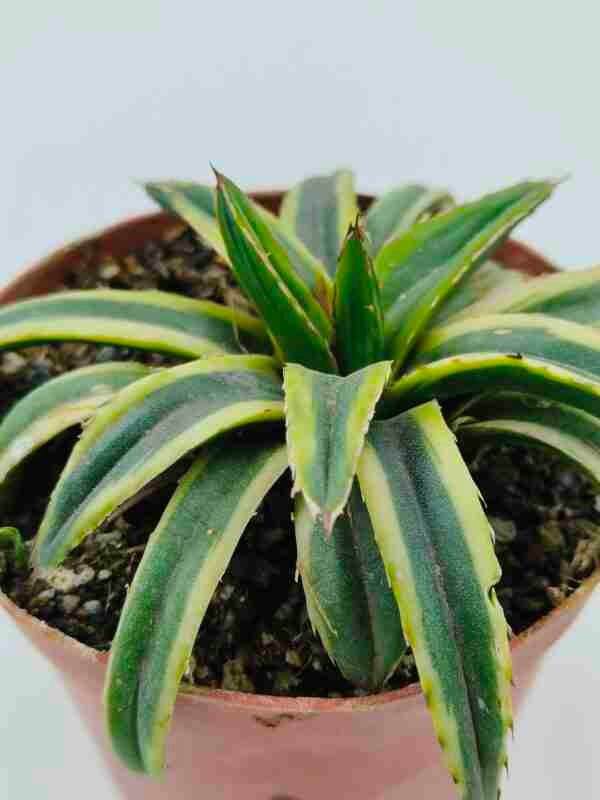 Agave Victoriae Reginae cv Thunder and Lightning