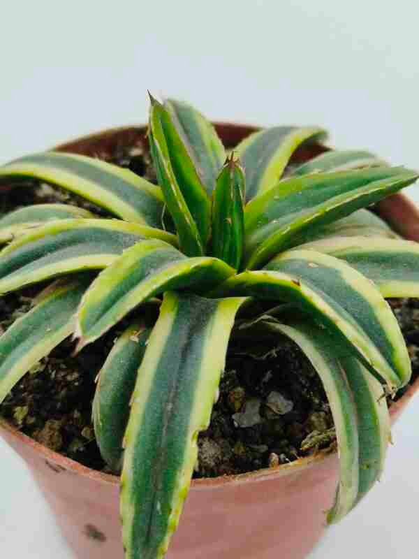 Agave Victoriae Reginae cv Thunder and Lightning