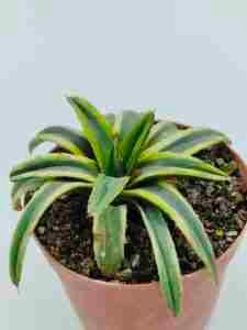 Agave Victoriae Reginae cv Thunder and Lightning