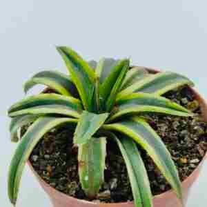 Agave Victoriae Reginae cv Thunder and Lightning