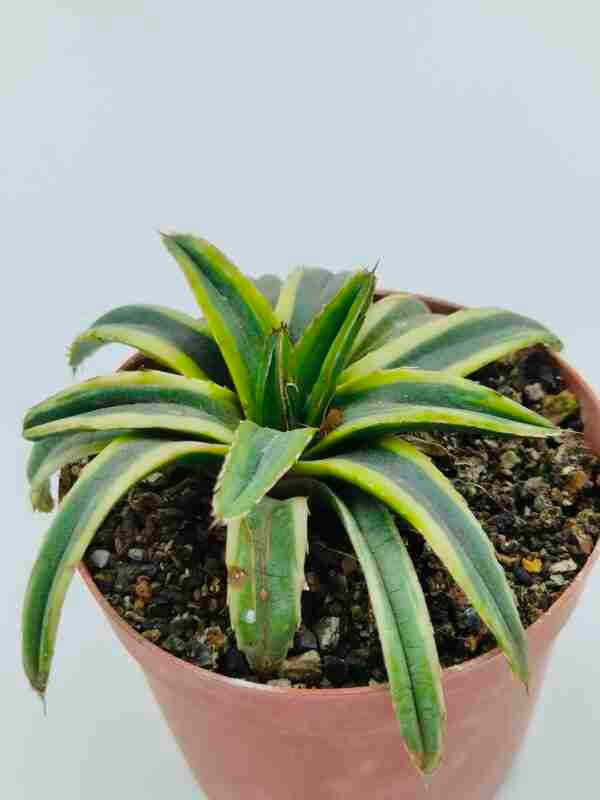 Agave Victoriae Reginae cv Thunder and Lightning