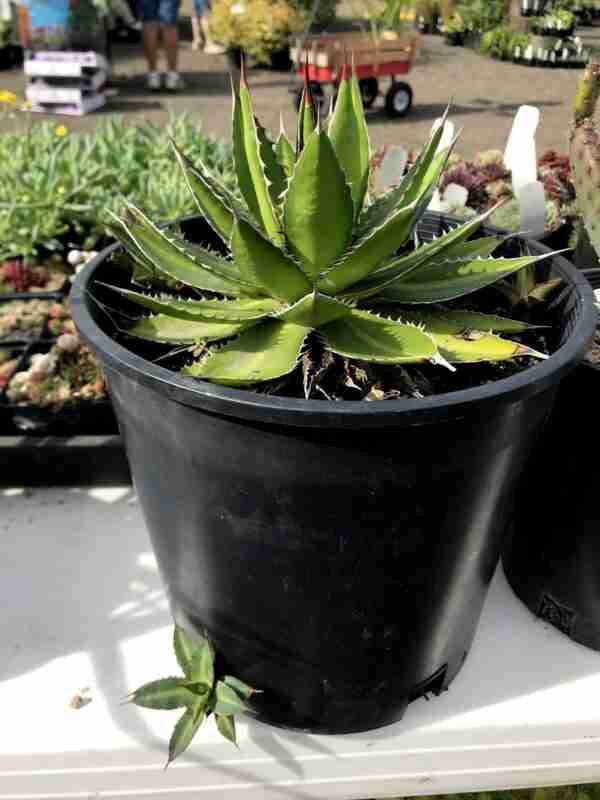 Agave Lophantha Splendida